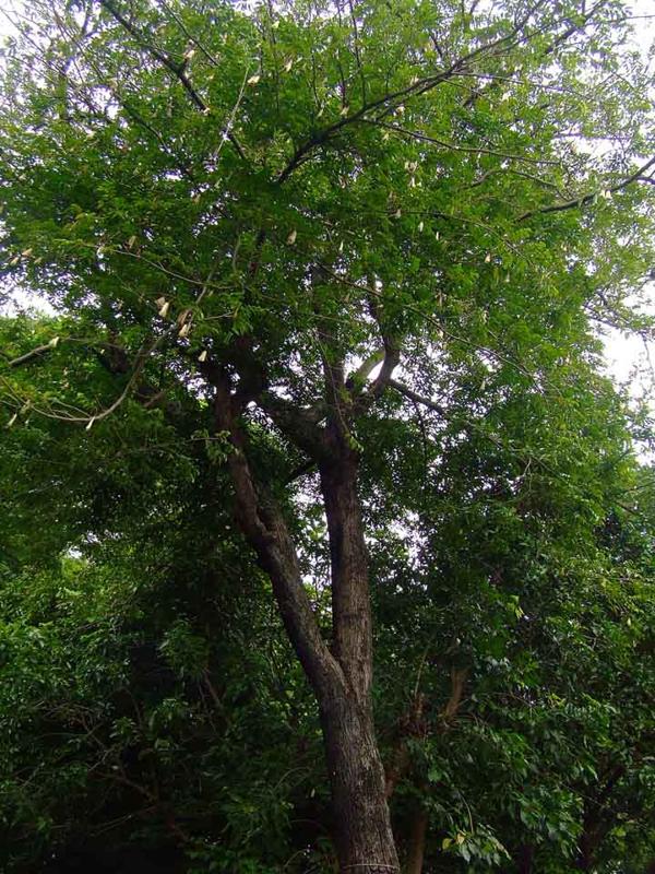 Myroxylon balsamum eFlora of India